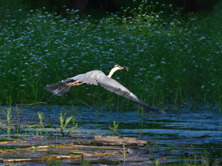 The gray heron catches the fish to eat and flies away