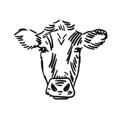 Cow illustration