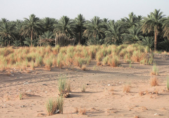 Plastic and paper rubbish in the Jebel Barkal oasis in Sudan.    