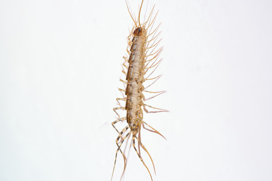 Giant centipede in the house. Emetophobia, afraid of the big bugs. stock photo