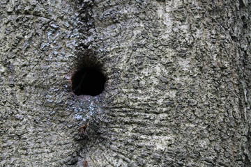 tree texture wallpaper background