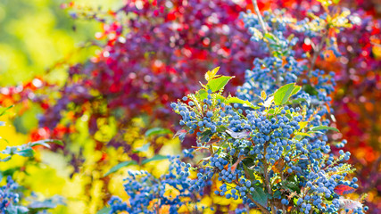 Fototapeta na wymiar Mahonia aquifolium Oregon-grape or Oregon grape ripen on the branches. Plant in family Berberidaceae. Blue berries on a bush