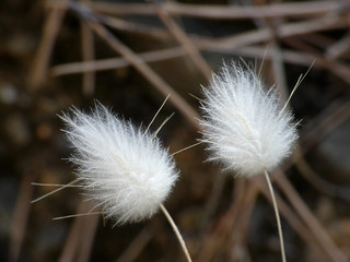 Pianta selvatica © Steve Fossiant