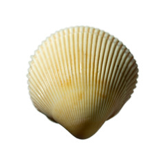 Sea shells isolated on a white background  close up.