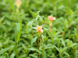 コマツヨイグサ