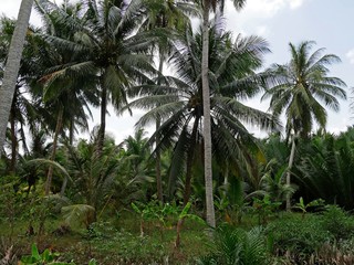 Vietnam, Mekong Delta, coconut Trees