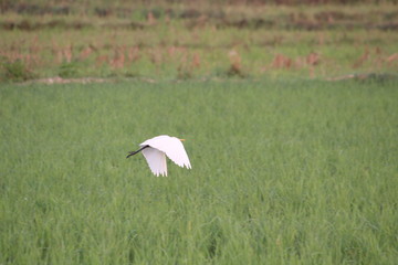 white umbrella in the field