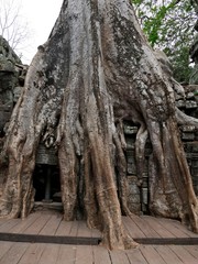 Fototapeta na wymiar Tree roots grow over the ancient Ta Prohm temple, Siem Reap Province, Angkor's Temple Complex Site listed as World Heritage by Unesco in 1192, built in 1186 by King Jayavarman VII, Cambodia