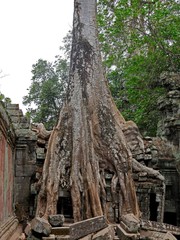 Tree roots grow over the ancient Ta Prohm temple, Siem Reap Province, Angkor's Temple Complex Site listed as World Heritage by Unesco in 1192, built in 1186 by King Jayavarman VII, Cambodia