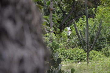 green cactus, some leaves and an unfocused trunk