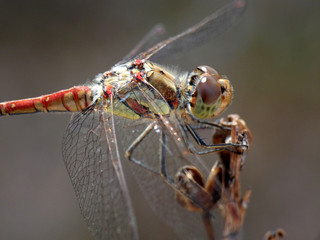 Libellula