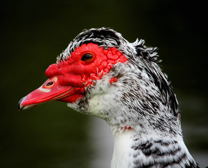 Muscovy Duck