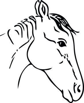 vector image of a horse in different angles