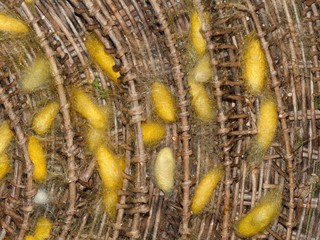 Seam Reap Province, Cocoons, Craft Industry, Silk work, Silkworms breeding, Cambodia