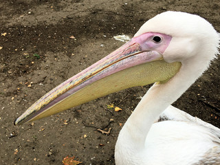 A view of a Pelican in London