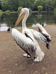 A view of a Pelican in London