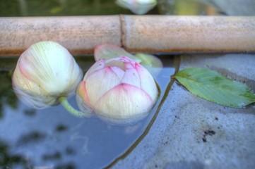 境内に咲く蓮の花