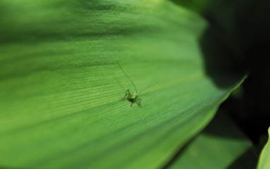 Naklejka premium A little insect sat on a leaf.