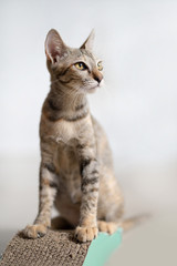 young little asian cat sitting on scratch carton board for sharpening her nail