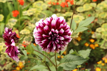 Isolated natural dahlia flower on green background