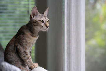 lovely cat sit near the windows looking somthing outside