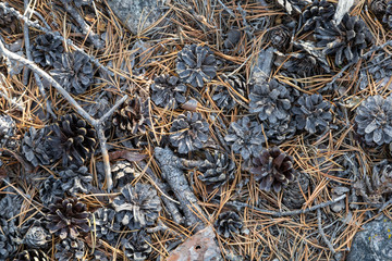 pine cones and needles lying in a wild coniferous forest