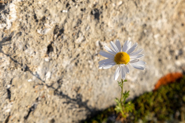 arctic dwarf daisies grew in a crack in the rock