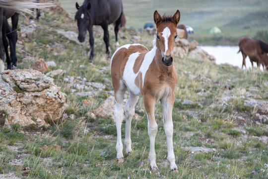 a grazing colt on the lake shore