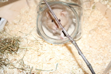 Hamster im Glas