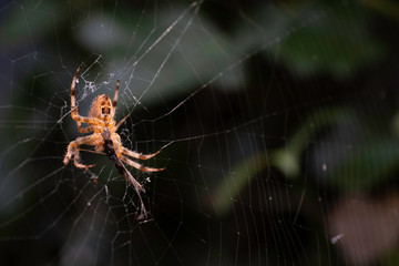 Spider on the web caught and eats its prey, a dead fly