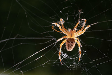 Close up of a bright spider walking towards the camera in its web, focus on the head and front legs