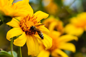 bee on yellow flower