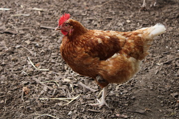 chickens at meanwood valley urban farm leeds west yorkshire