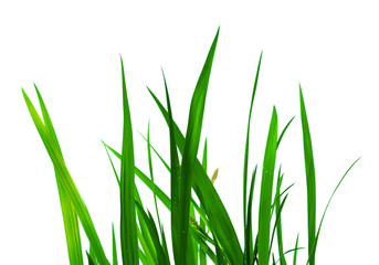 Beautiful green grass with drops isolated on white background. Close up.