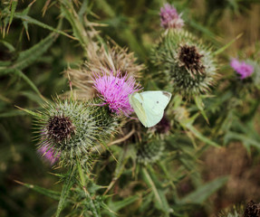 White butterfly on a thistle flower