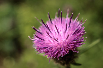 Close up of pink thistle wild flower