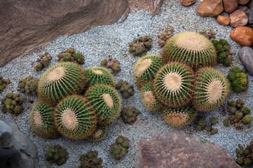 Cactus desert in the garden.