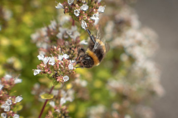 Bee on oregano flowers in summer