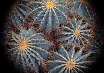Cactus desert in the garden.