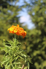orange flower in the garden