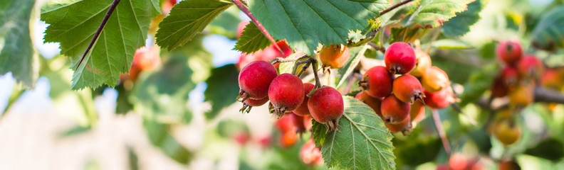 Hawthorn fruits on tree branches. Bunches of hawthorn on a background of blue sky. Gardening