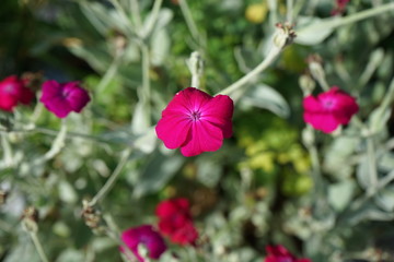 pink flowers in the garden