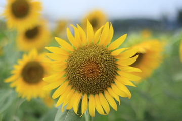 Sunflower field landscape ,japan,kanagawa