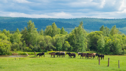 Obraz premium Horses on a meadow in spring with a landscape view
