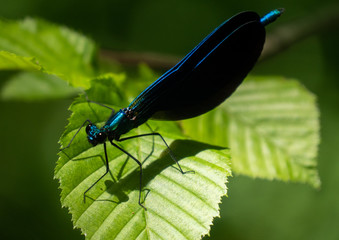 blue dragonfly on a green leaf