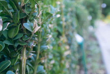 green hedge in the garden