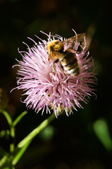 Perspective of a Bumble bee - Bombus ruderatus - pollinating a thistle