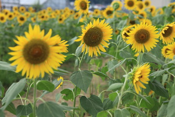 Sunflower field landscape ,japan,kanagawa