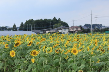 Sunflower field landscape ,japan,kanagawa