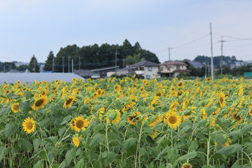 Obraz premium Sunflower field landscape ,japan,kanagawa